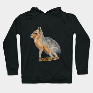 Mara or Patagonian Hare Hoodie